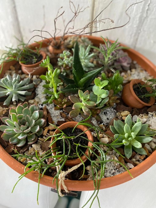 Bacia de barro com diversos tipos de suculentas formando um lindo mini jardim, com potes de barros complementando a decoração