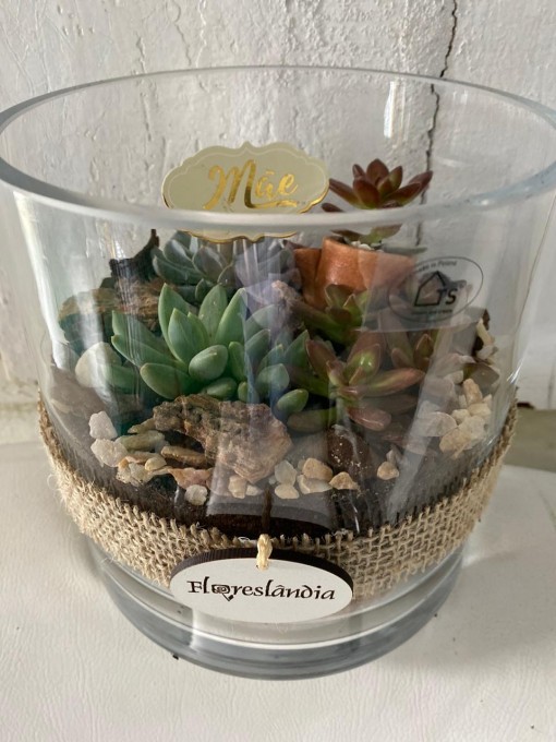 Várias suculentas no pote de vidro formando um maravilhoso mini jardim