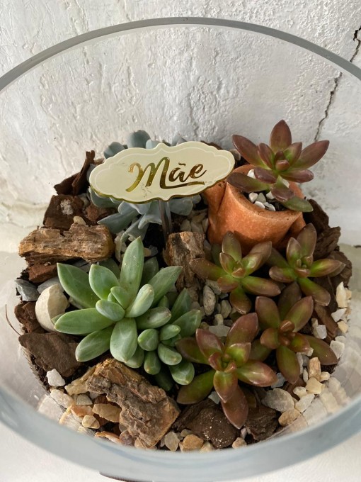 Várias suculentas no pote de vidro formando um maravilhoso mini jardim
